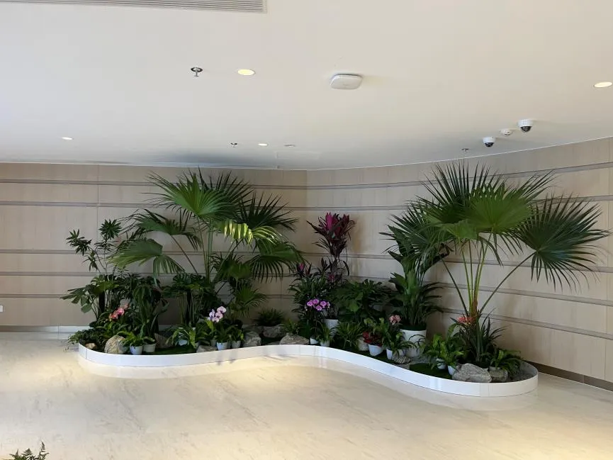 前湾绿植租摆设计,为家居增添自然风情
